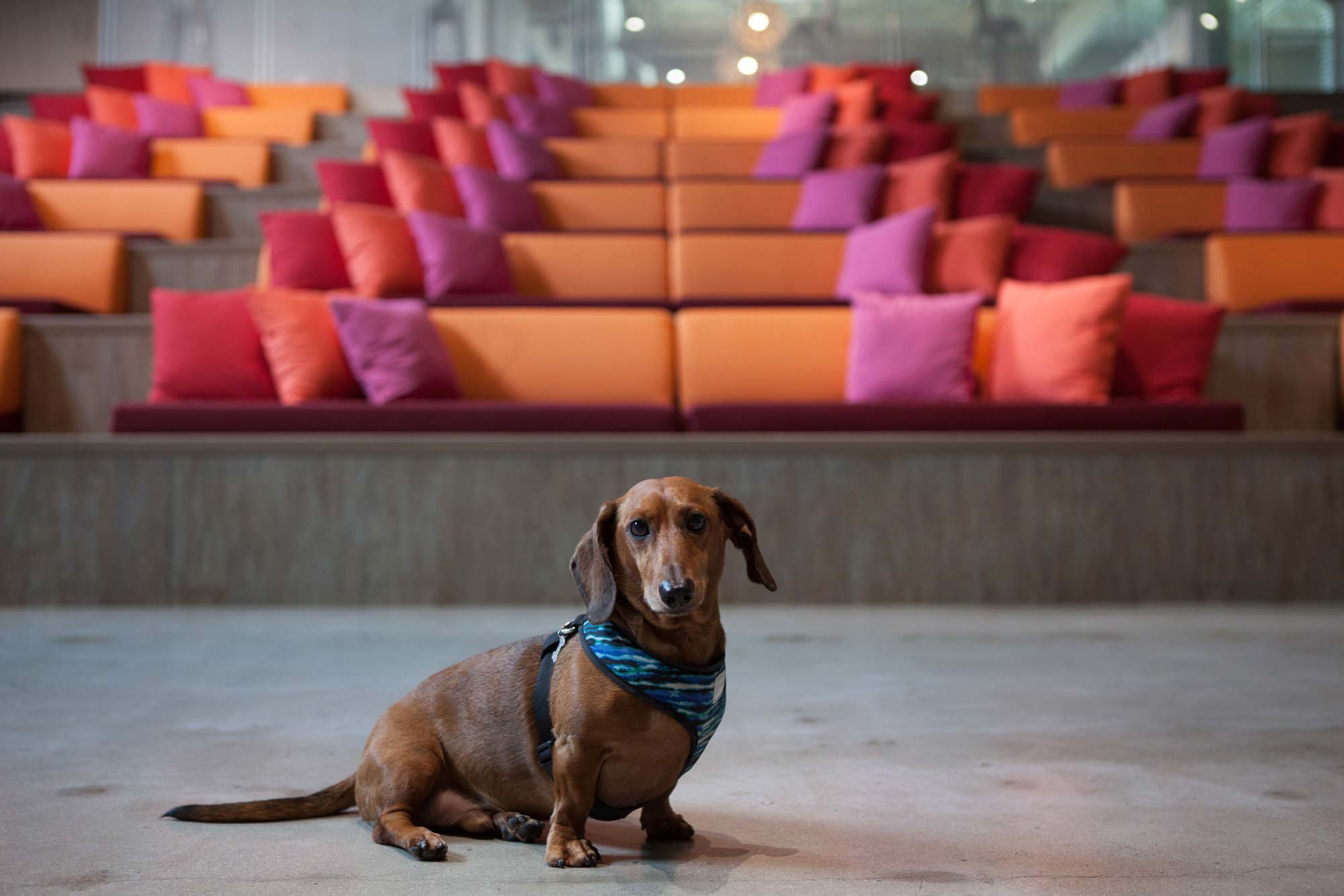 Dachshund in front of colorful benches on stone floor, symmetrical cute photo | Dog Photography | Dog Portrait