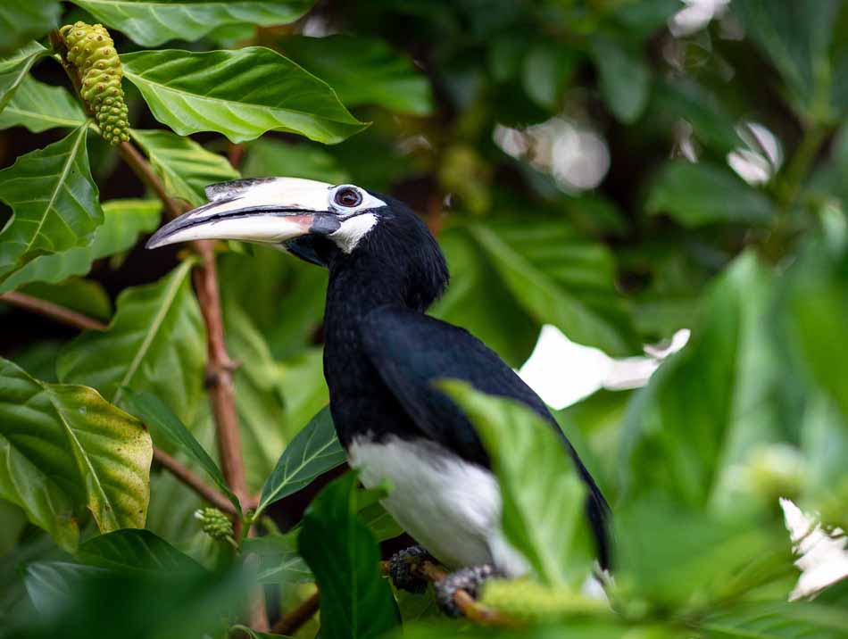 Hornbill in jungle on Pangkor Island, Malaysia | Travel Photography | Bird Photography