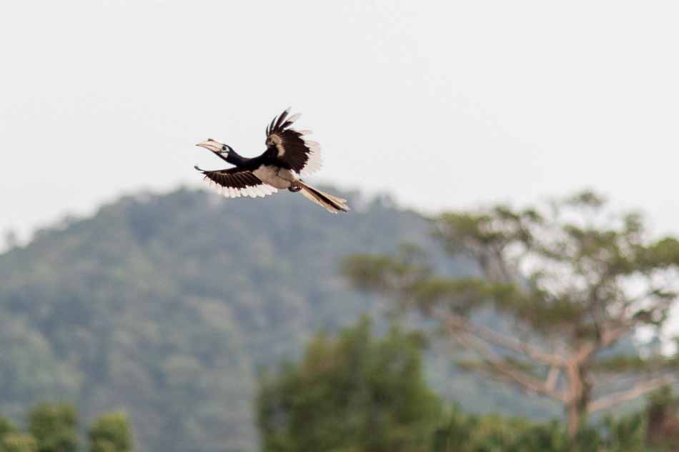 Hornbill in flight. Pangkor Island, Malaysia | Travel Photography | 