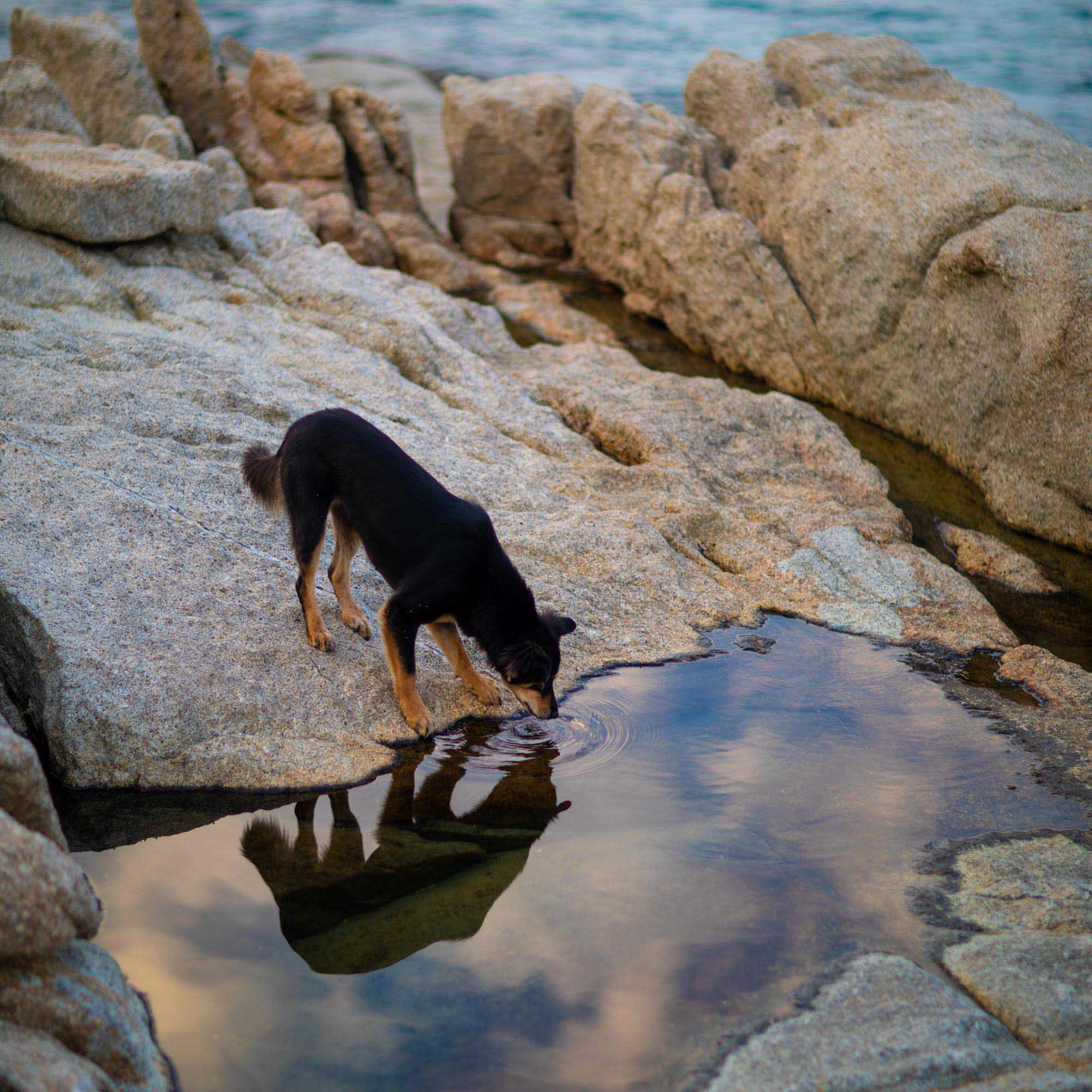 Stray dog drinks water on Koh Samui Island, Thailand