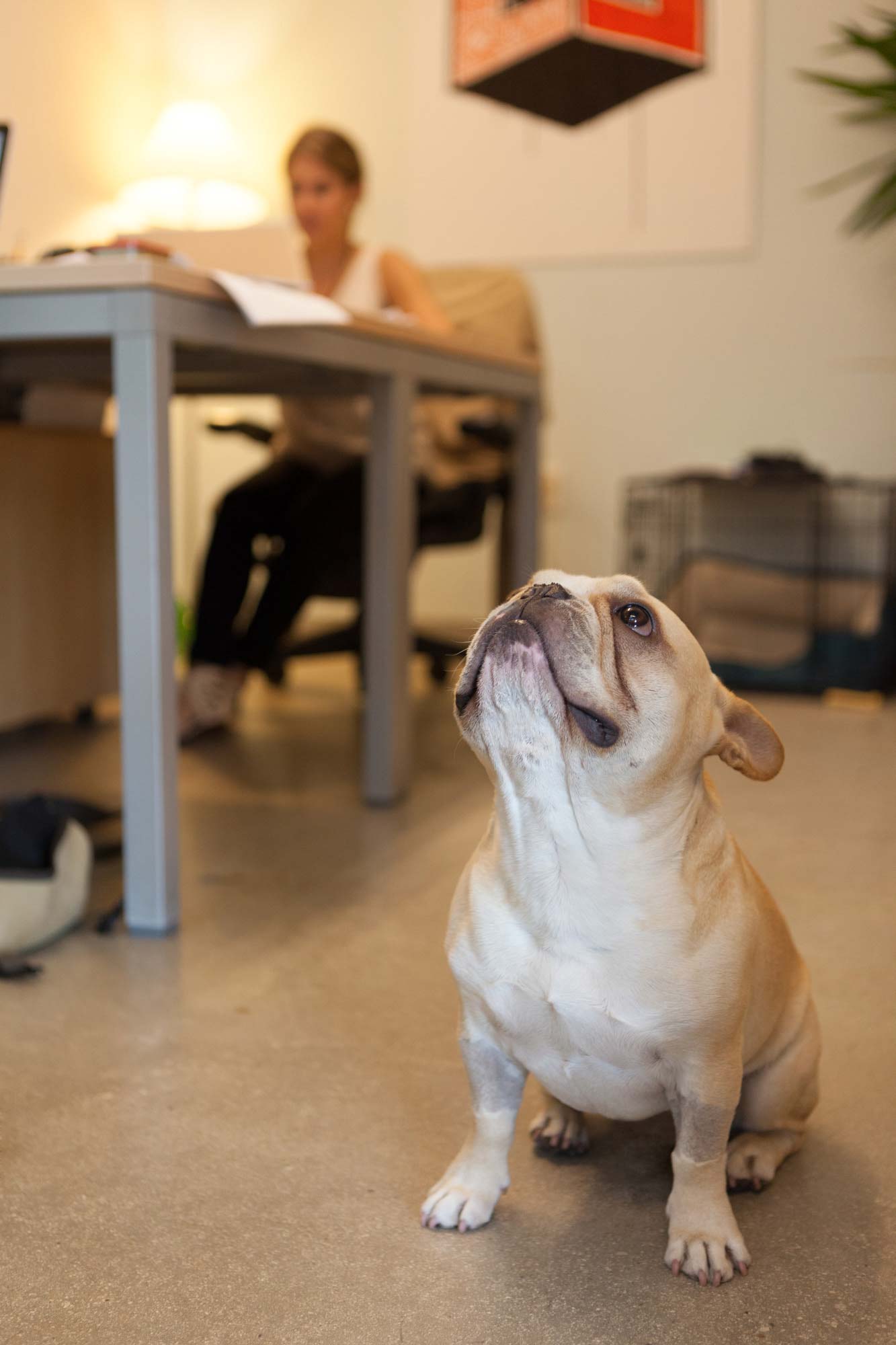 Candid lifestyle photography of a dog inside a modern office