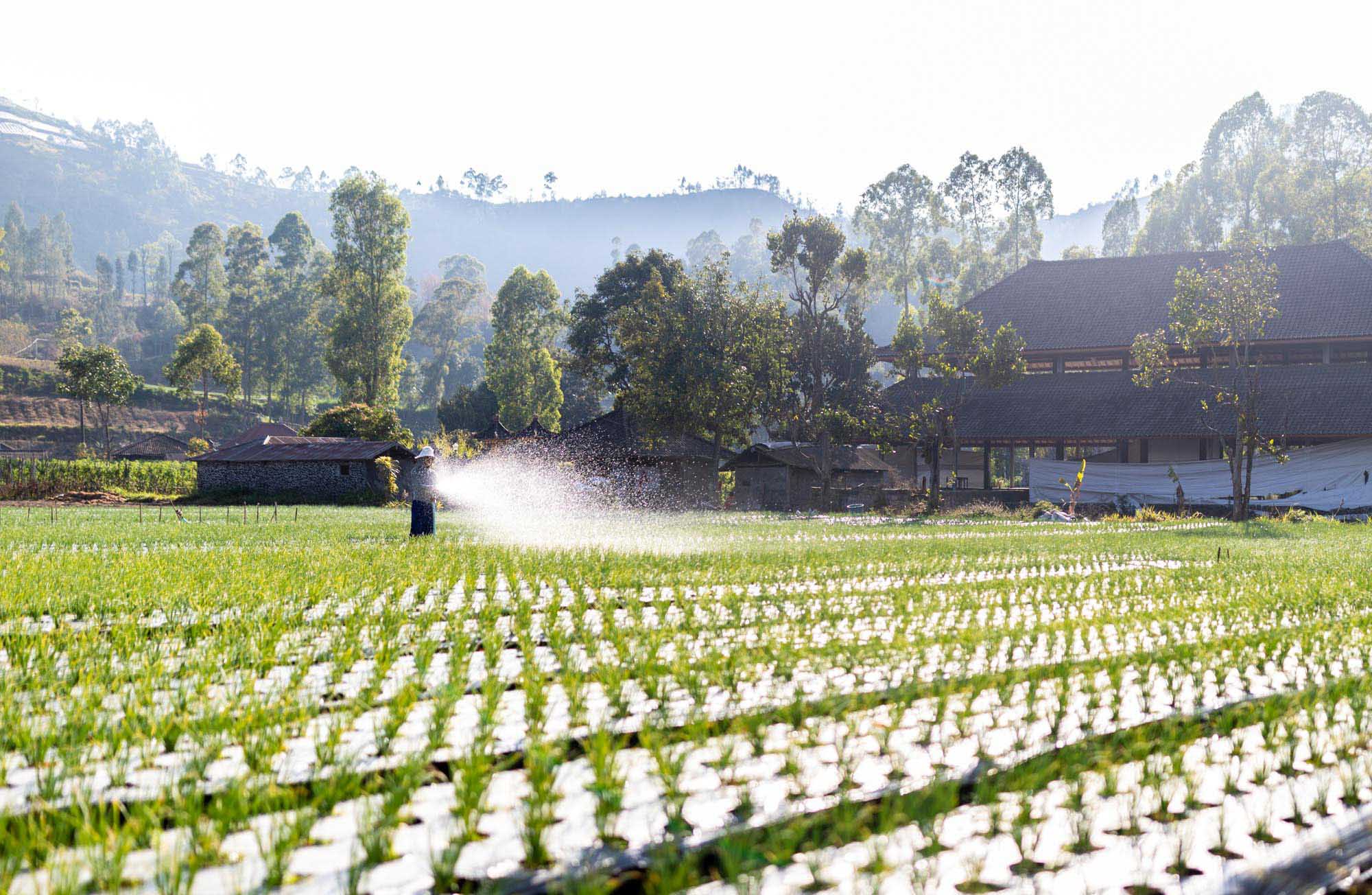 A farmer waters a young rice paddy at sunrise in the hills of Bali, Indonesia.