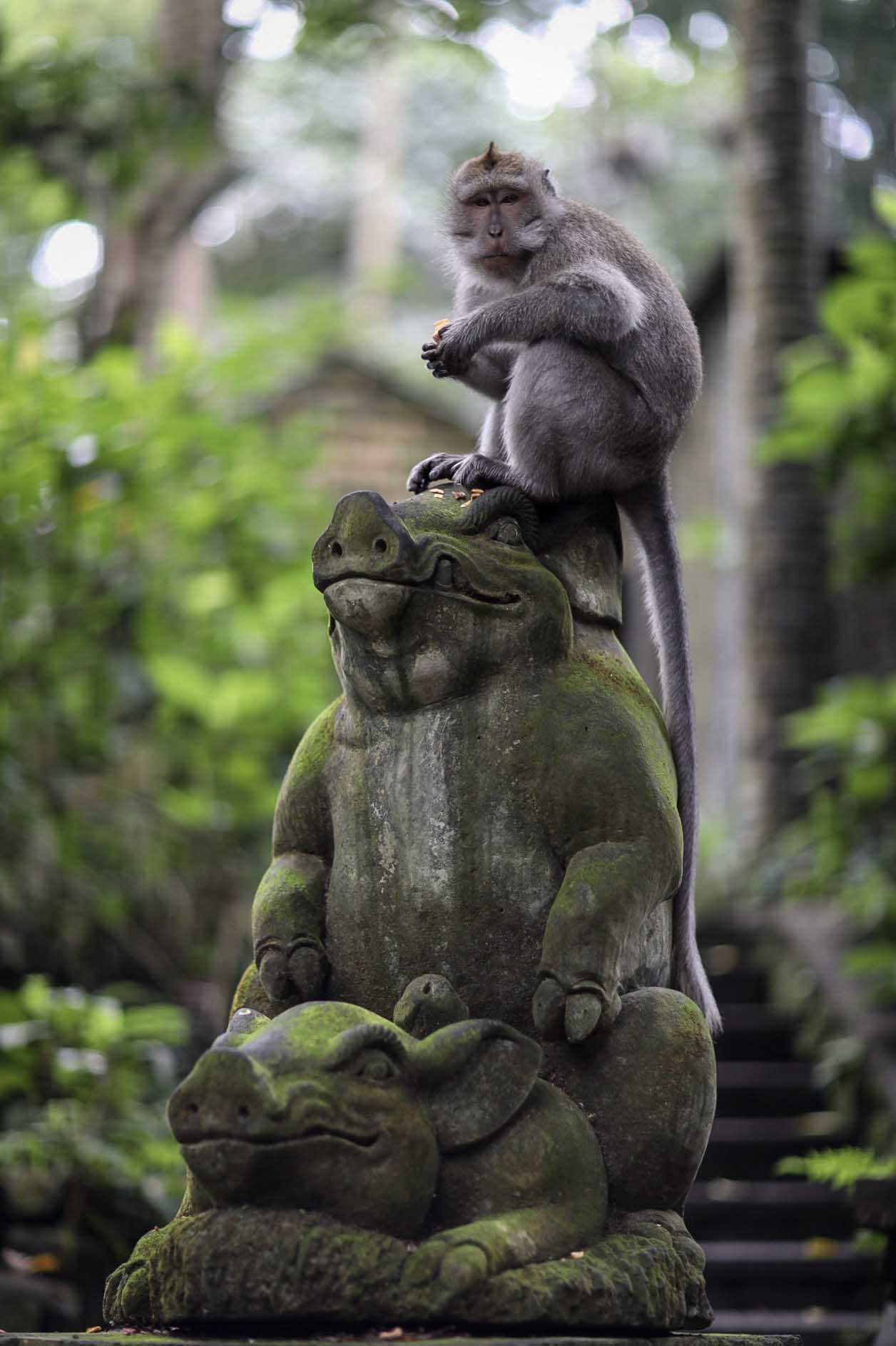 A long-tailed macaque perches atop a moss-covered stone statue at the Ubud Monkey Forest in Bali, Indonesia.
