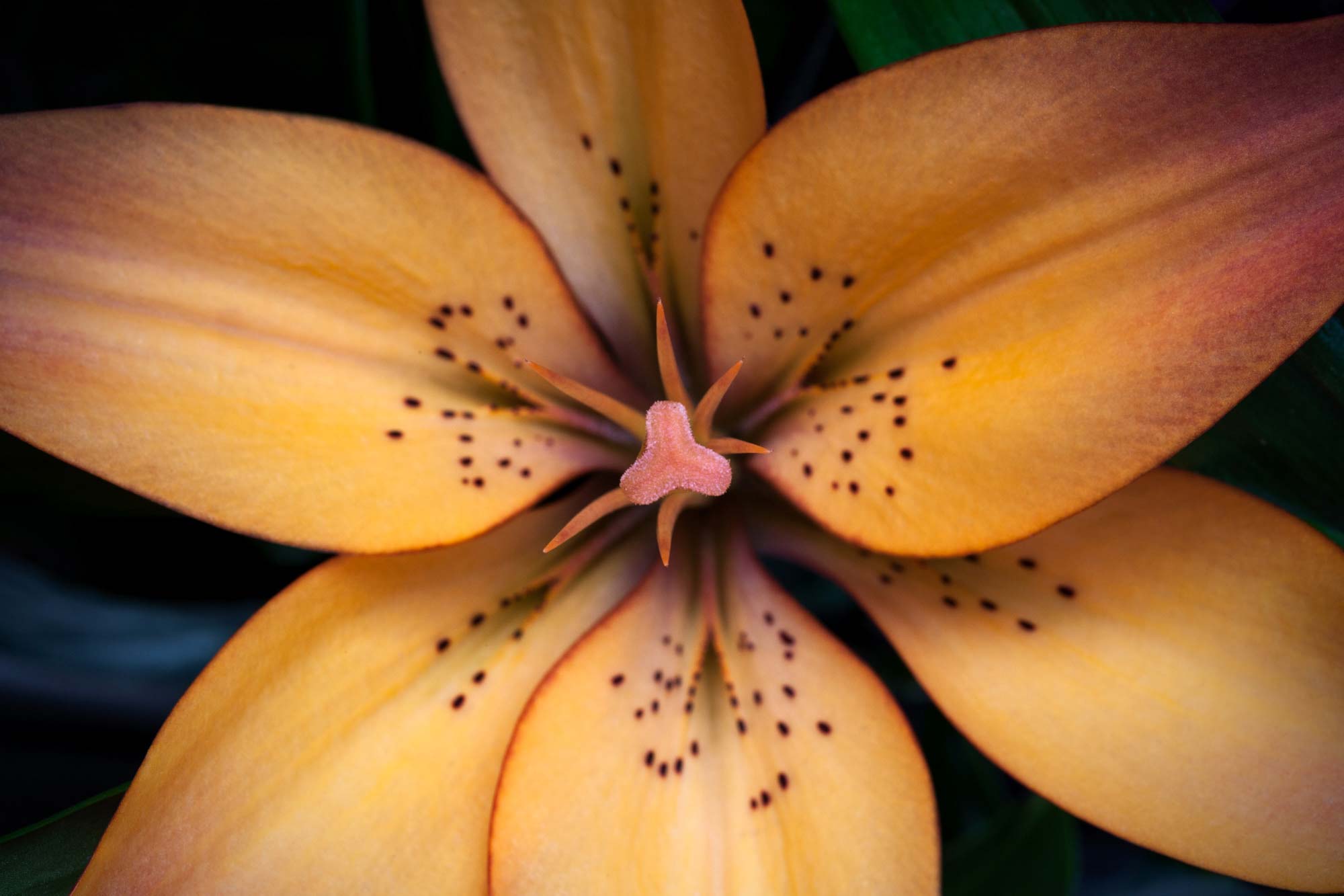 Close-up studio photo of a flower with detailed petals.