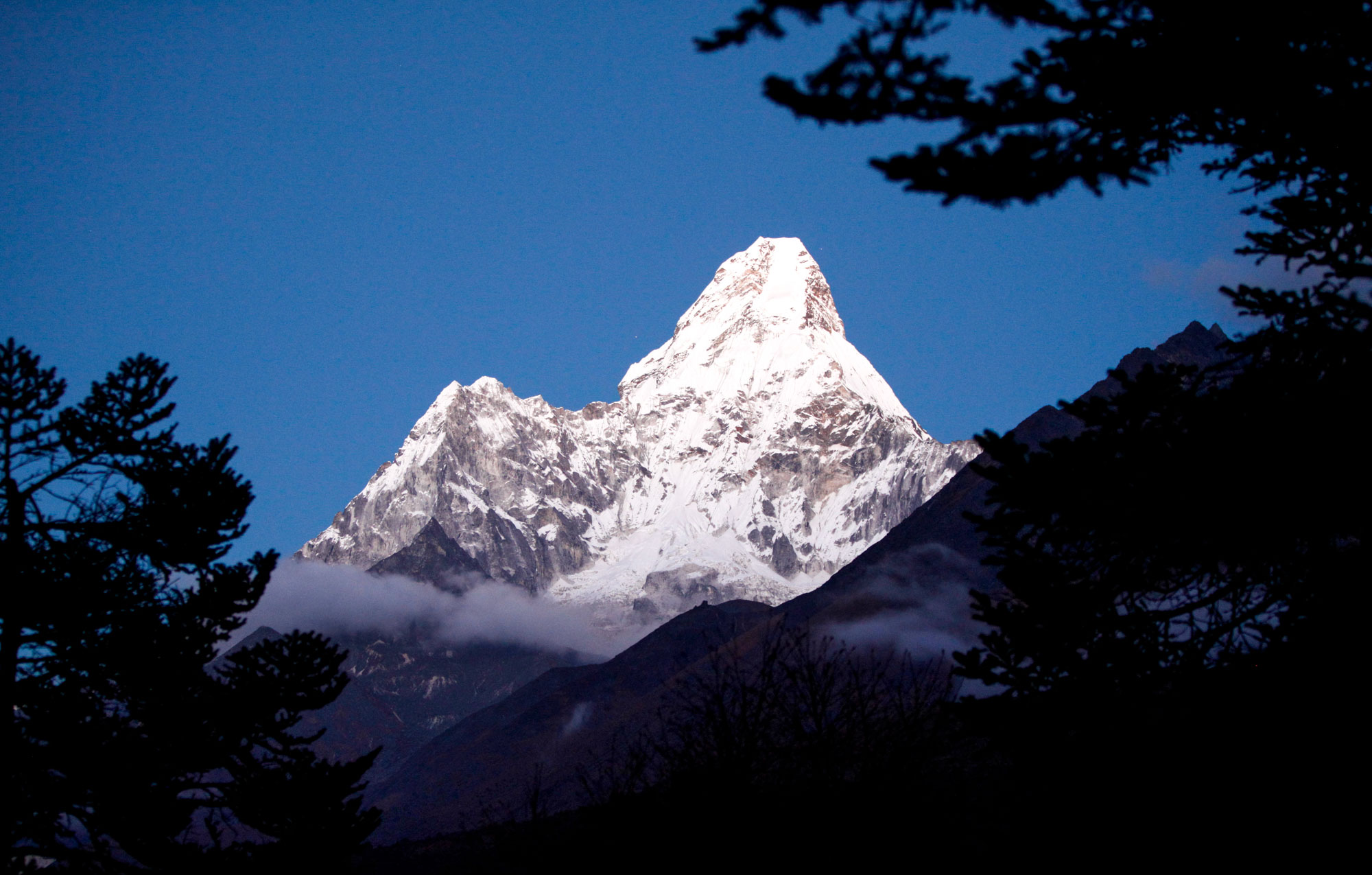 Ama Dablam — its snow-covered summit catching the last light of day — framed by dark evergreen branches in the foreground, Khumbu, Nepal.