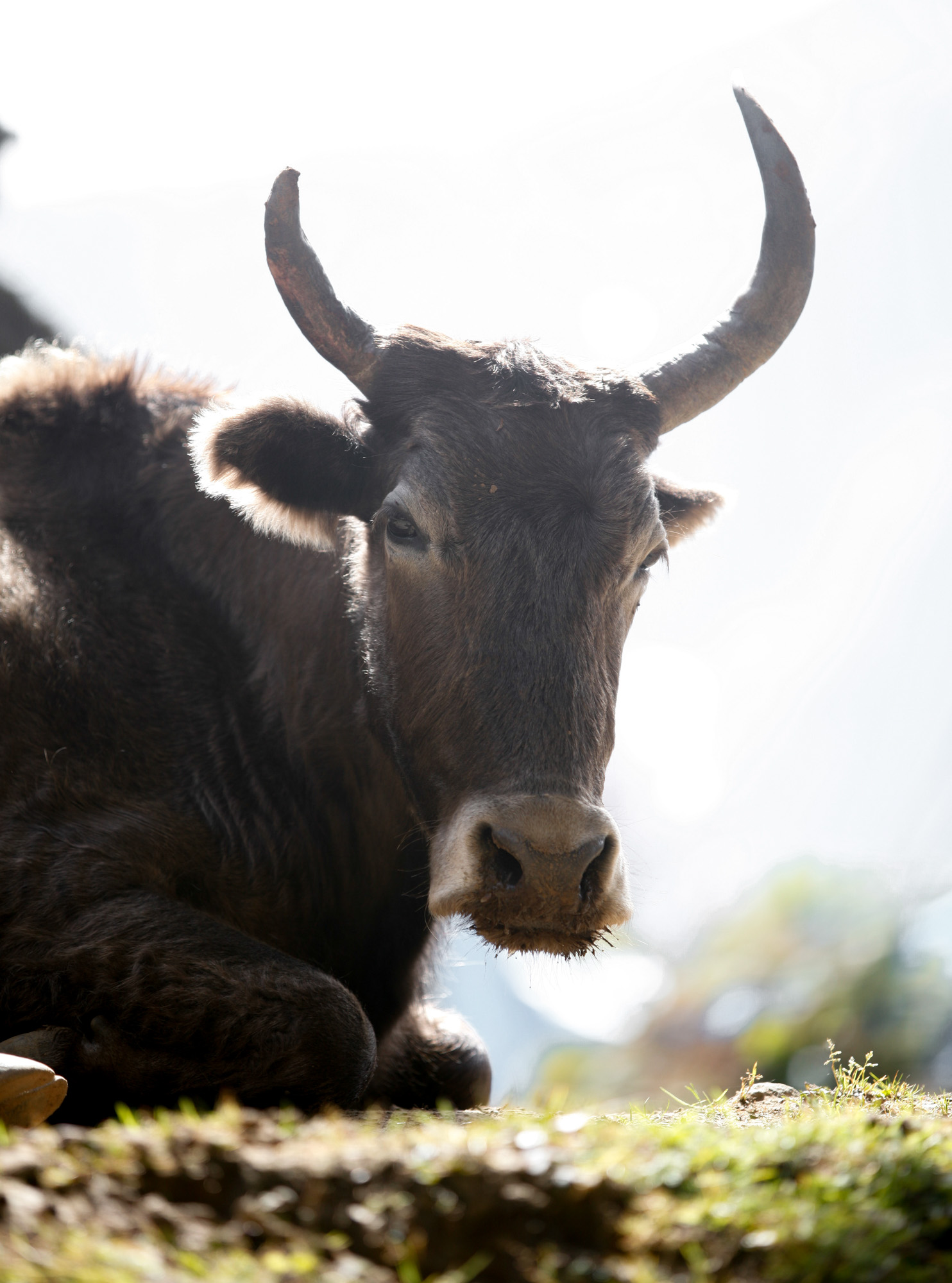 Close-up of a resting jopke (yak–cow hybrid) with dark shaggy fur and curved horns on a sunlit Himalayan hillside, Nepal.