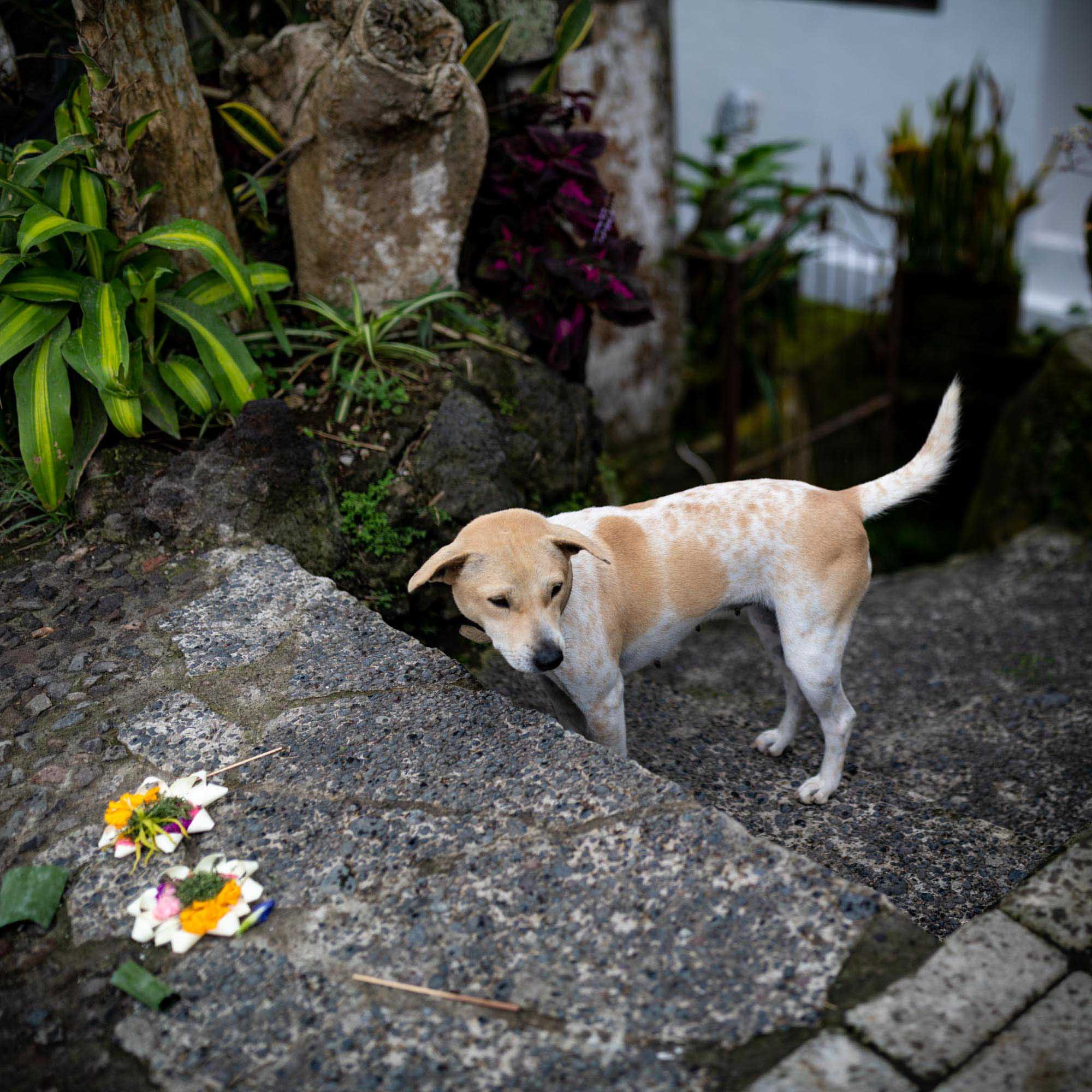 A stray dog stands beside canang sari flower offerings on a stone step outside a village home in Bali, Indonesia.