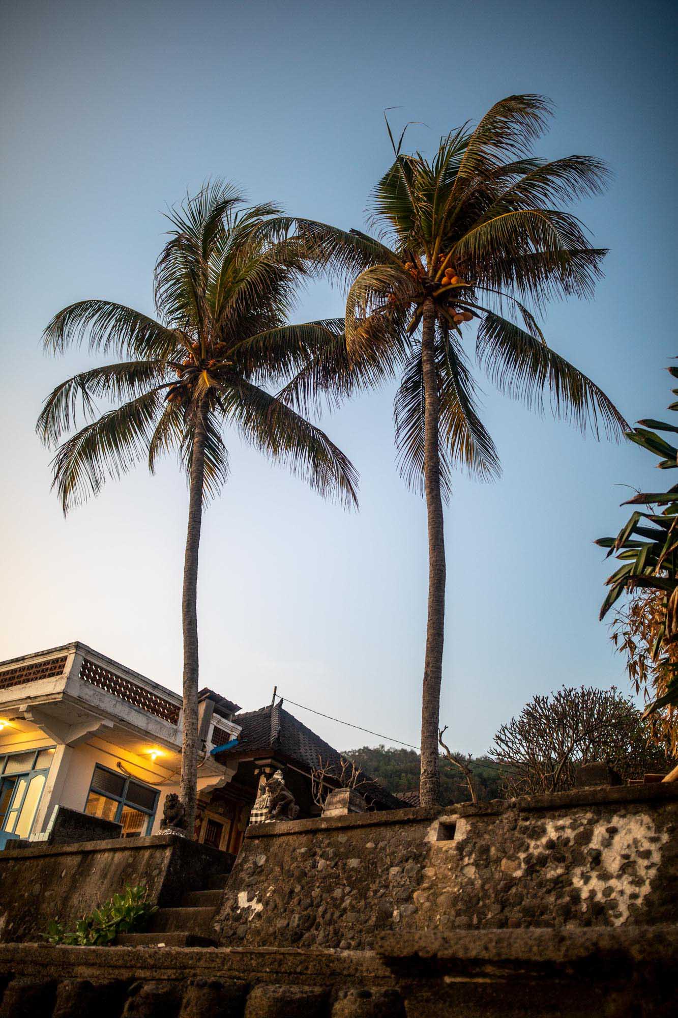 Two tall coconut palms rise against a dusk sky above a traditional Balinese family compound in Candidasa, Bali.