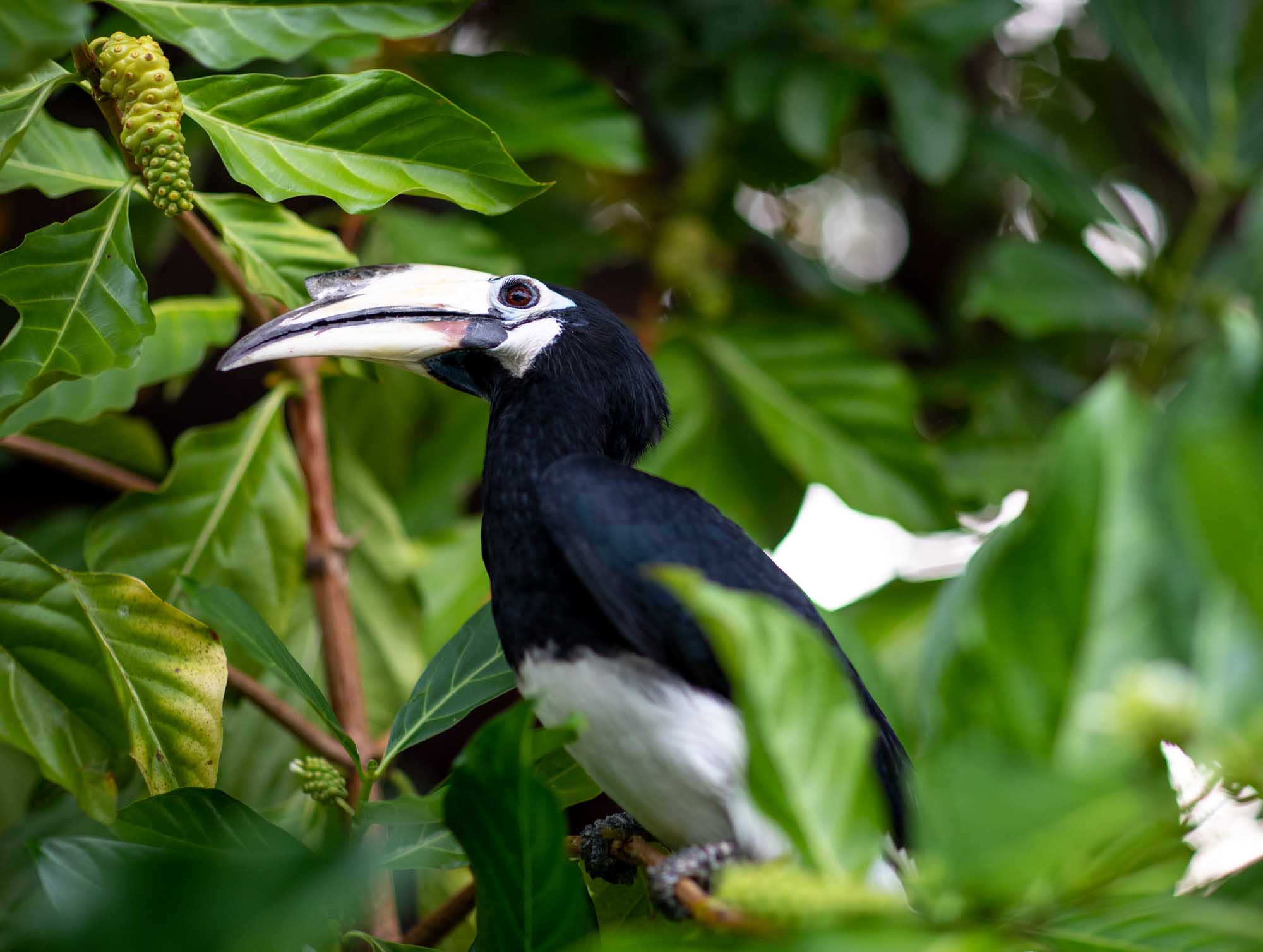 Oriental pied hornbill perched among jungle foliage on Pangkor Island, Malaysia.