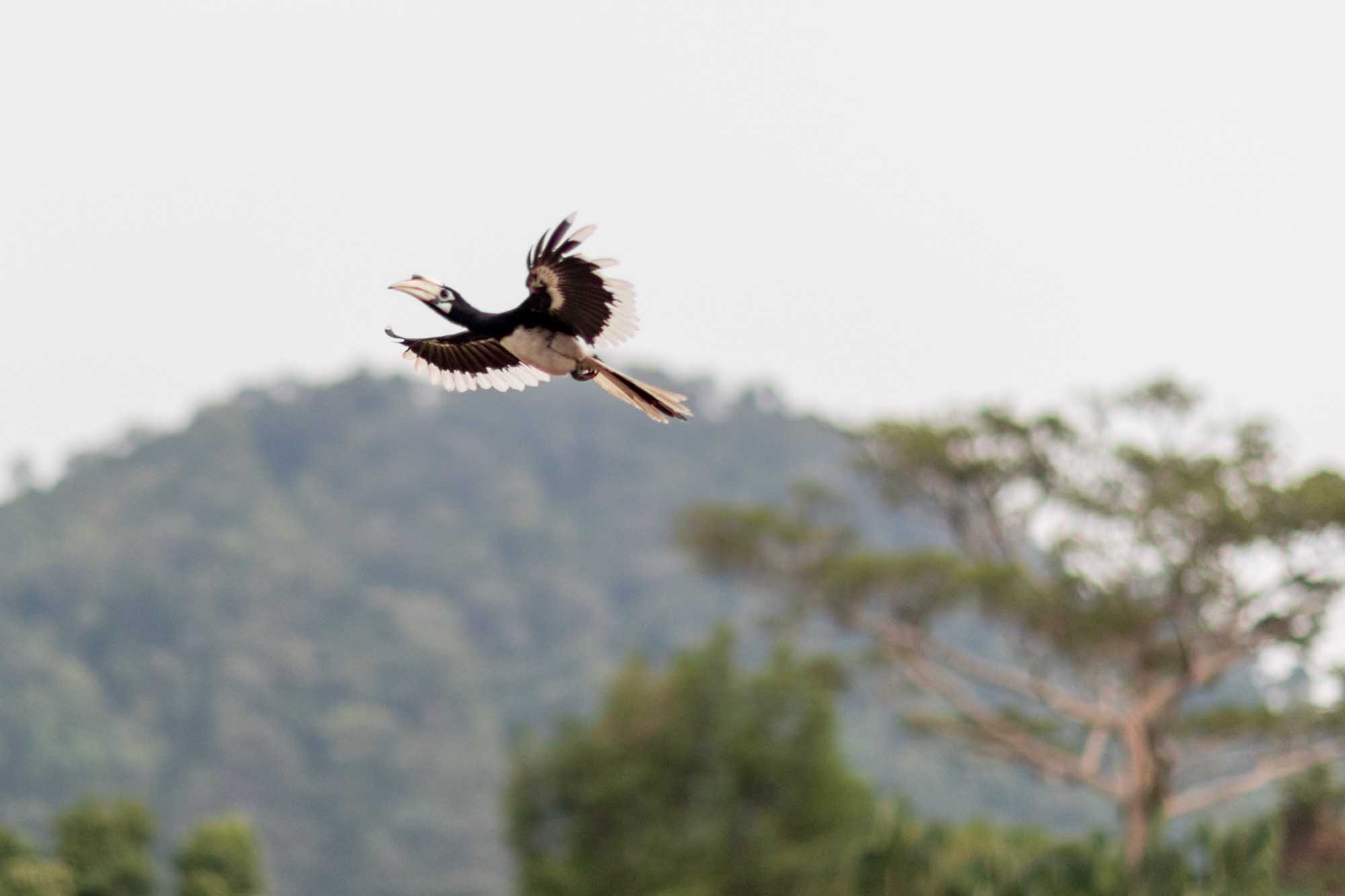 An Oriental pied hornbill caught mid-flight over jungle treetops on Pangkor Island, Malaysia.