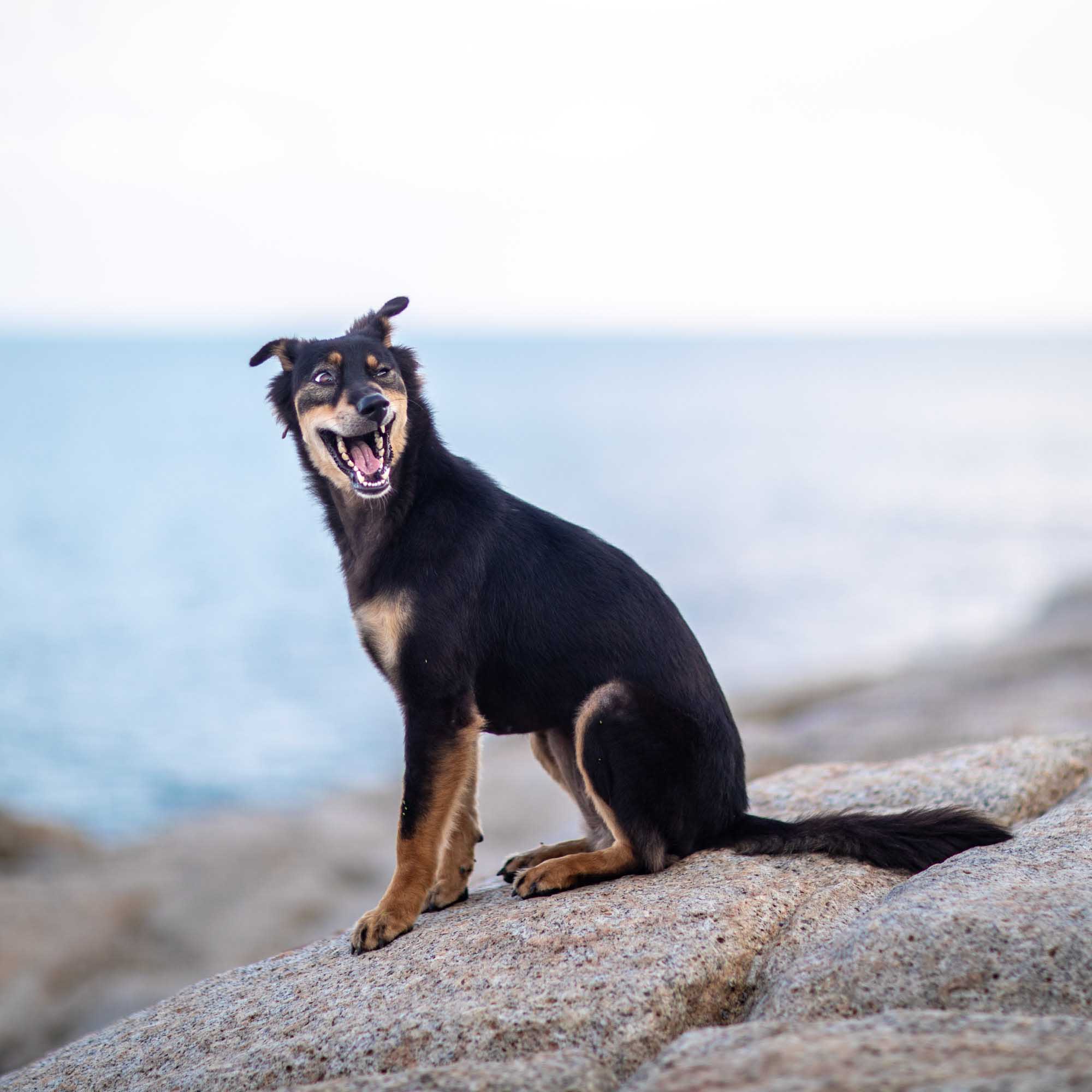 A stray dog perched on coastal rocks in Koh Samui, Thailand, mouth open as if mid-laugh.