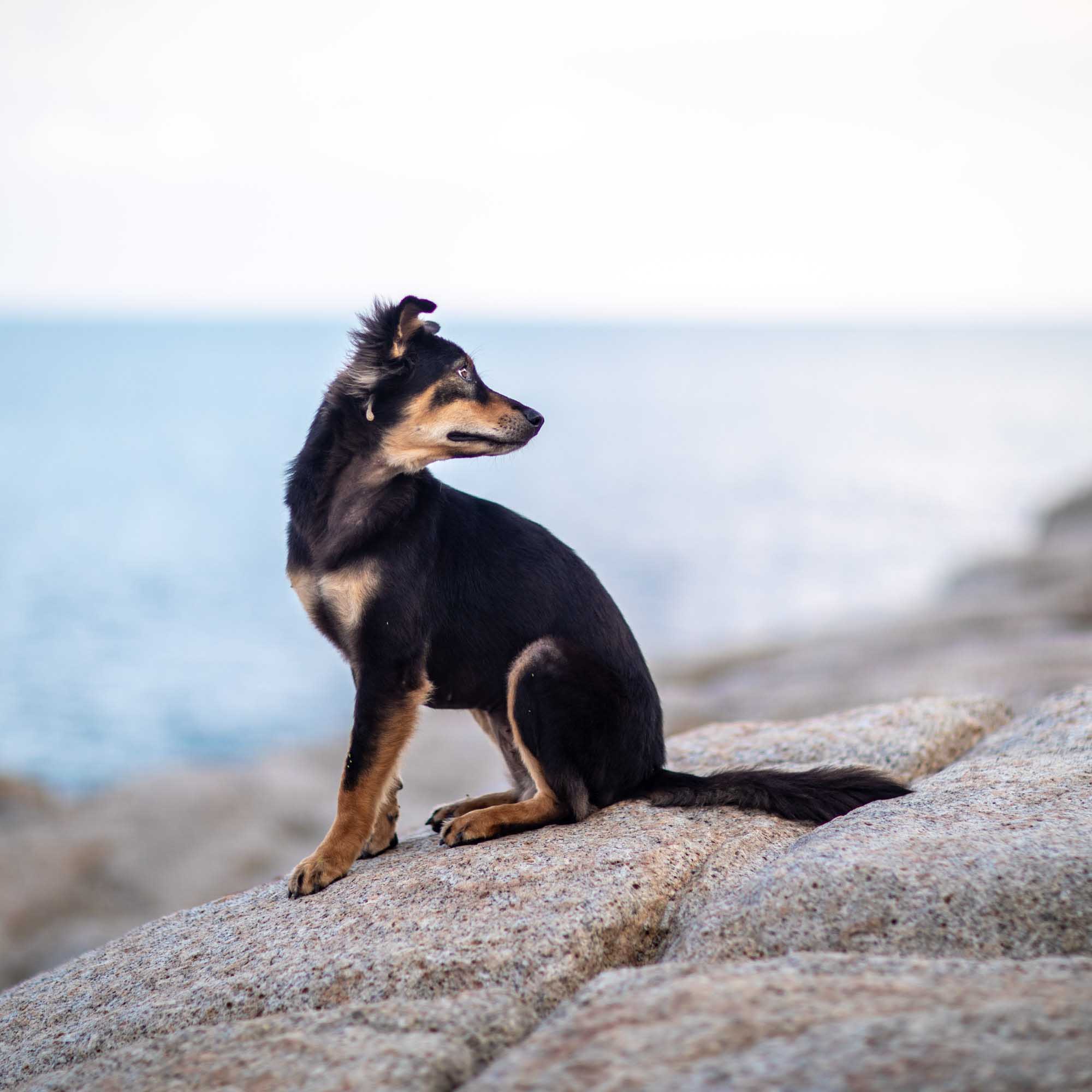 A small black-and-tan stray dog sits on coastal rocks looking out over the sea in Koh Samui, Thailand.